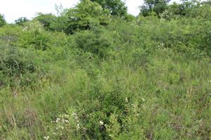 Záber na monitorovaný biotop.