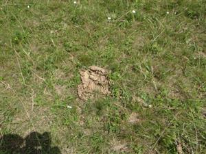 Detail na pasením ovplyvnenú vegetáciu 