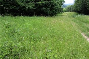 Záber na monitorovaný biotop.