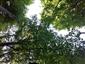 Lipovo-javorové sutinové lesy (16.5.2022)