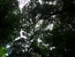 Teplomilné panónske dubové lesy (14.7.2022)