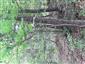 Teplomilné panónske dubové lesy (15.7.2022)