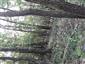 Teplomilné panónske dubové lesy (18.7.2022)