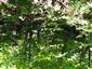 Lipovo-javorové sutinové lesy (21.6.2022)