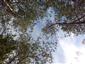 Reliktné vápnomilné borovicové a smrekovcové lesy (31.5.2022)