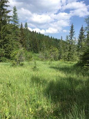 pohlad na strednu cast lokality, smerom na S