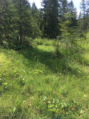 pohlad na strednu cast lokality smerom na J