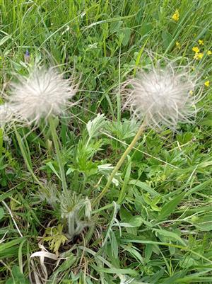 poniklec slovenský na TML