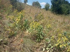 Populácia Euphorbia pannonica