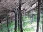 Lipovo-javorové sutinové lesy (19.7.2022)