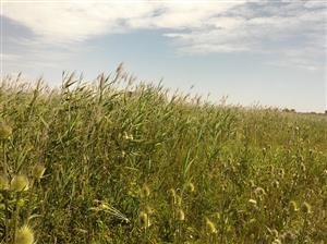 Habitat odberu vzorky s výskytom xerotermnej vegetácie