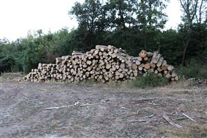 Pohľad na časť TML Leliansky les, biotop Rosalia alpina, foto: J.Lengyel.