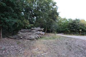 Pohľad na časť TML Leliansky les, lesoskládka Bajtava, výskytový biotop R.alpina, foto: 20.7.2022, J.Lengyel.