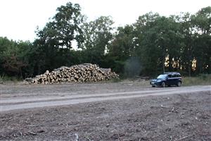 Pohľad na TML Leliansky les, časť lesoskládka Bajtava, biotop Rosalia alpina, foto: 20.7.2022, J.Lengyel.