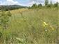 Suchomilné travinnobylinné a krovinové porasty na vápnitom podloží (*dôležité stanovištia Orchideaceae) (21.6.2014)