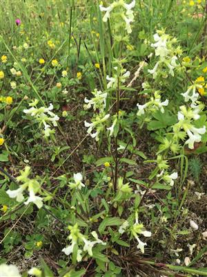 Stachys annua