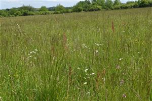 Celkový pohľad na porasty na ľavej strane cesty smerom na Ábelovú