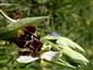 Ophrys holubyana