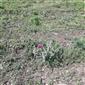 Suchomilné travinnobylinné a krovinové porasty na vápnitom podloží (*dôležité stanovištia Orchideaceae) (11.6.2023)