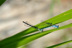 Tandem šidielka Coenagrion ornatum na TML Chrastince.