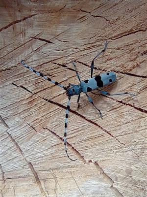 Rosalia alpina