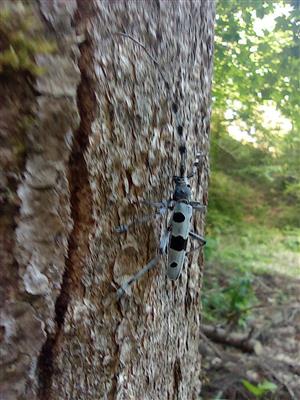 Rosalia alpina