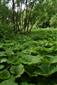 Pohľad na porasty Petasites hybridus
