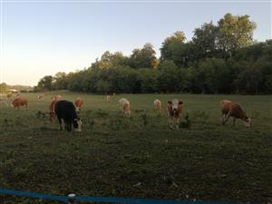 Pastva hovädzieho dobytka na lokalite