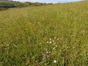 Južná časť lokality.