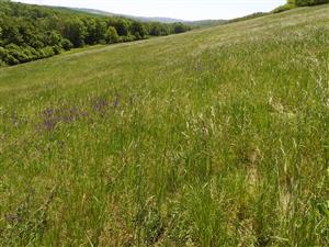 Severná časť lokality.