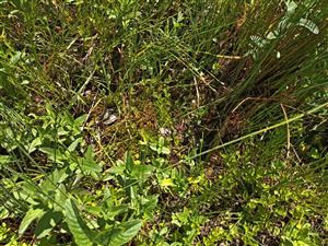 Pohľad na vrstvu machorastov.