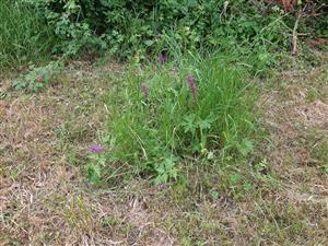 Orchis mascula nepokoseny v pokosenej časti