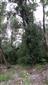 Horské vodné toky a ich drevinová vegetácia so Salix eleagnos (29.6.2022)