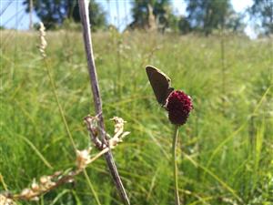 Maculinea nausithous