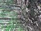 Lipovo-javorové sutinové lesy (21.7.2022)