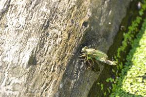 Liahnutie imága Onychogomphus forcipatus.