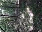 Karpatské a panónske dubovo-hrabové lesy (23.6.2022)