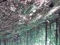 Lipovo-javorové sutinové lesy (27.7.2022)