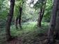 Javorovo-bukové horské lesy (2.8.2022)