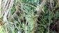 Drosera rotundifolia- cca 50 jedincov vo zarastajúcich porastoch so Sphagnum sp. Pellia sp..