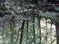 Lipovo-javorové sutinové lesy (2.8.2022)