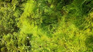 Charakter stanovišťa výskytu Drosera rotundifolia - vankúše rašelinníka zarastajúce okolitou vegetáciou, tvorenou najmä Molinia caerulea.