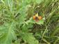 Lycaena dispar - samica