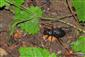 Imágo Carabus variolosus vypustené zo živolovky