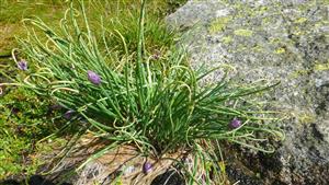 Allium schoenoprasum na lokalite