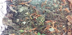 Mannia triandra na TMP1