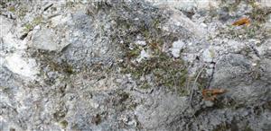 Mannia triandra na TMP1