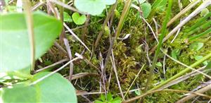 Hamatocaulis vernicosus na TMP1