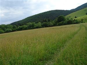 lúka na JZ lokality (Pálenica)