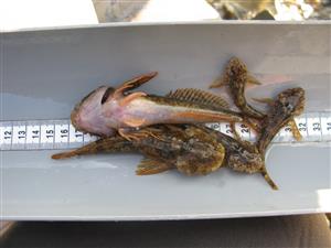 Cottus gobio